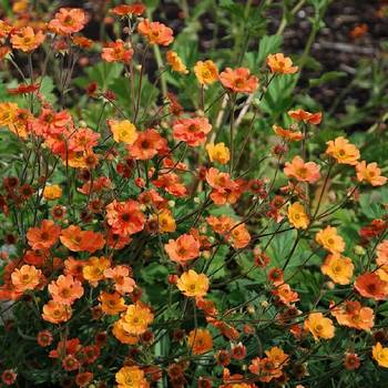 Гравилат Geum ‘Totally Tangerine’